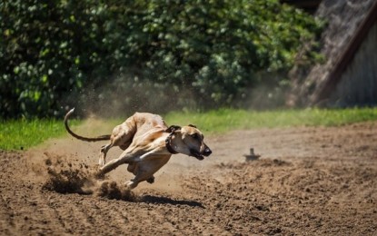 Success Dragon in Vietnam greyhound race mgmt deal